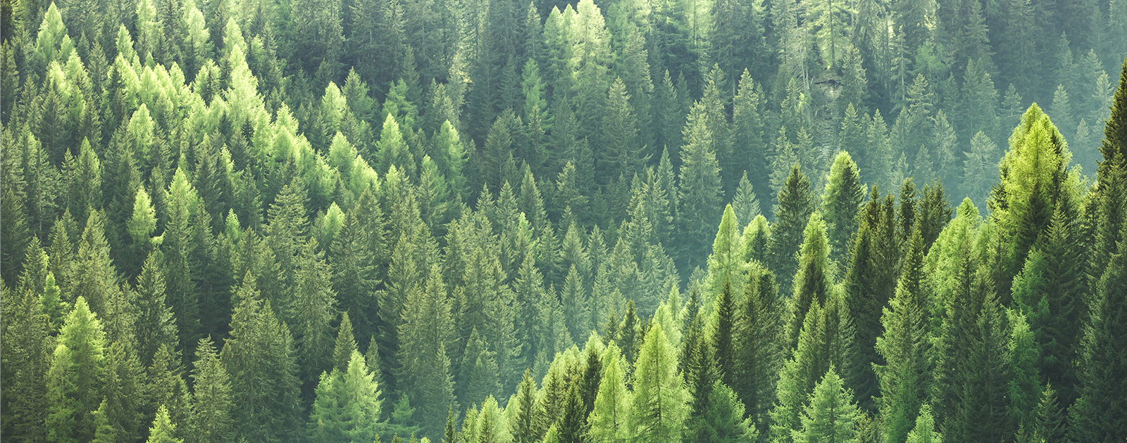 木 – 環境と持続可能性